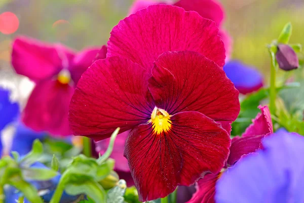 Colorful Viola / Pansies background — стоковое фото