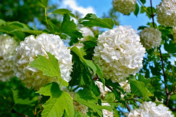 Guelder gül çiçeği