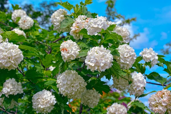 Flor de rosa guelder — Fotografia de Stock