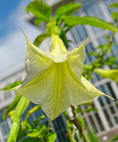 Brugmansia Flores — Foto de Stock