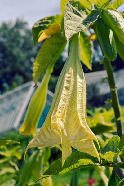 Brugmansia flowers — Stock Photo, Image