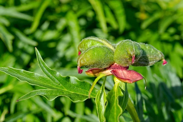 Frutos de peónia — Fotografia de Stock