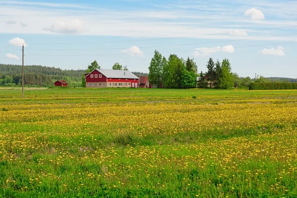 Rural summer Finland — Stock Photo, Image