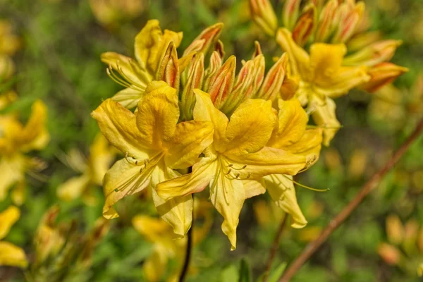 Квітучі рододендрон жовтий — стокове фото