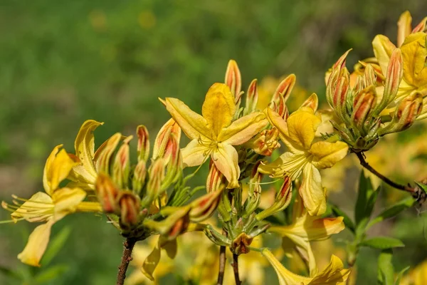 Kvetoucí rododendron žlutý — Stock fotografie