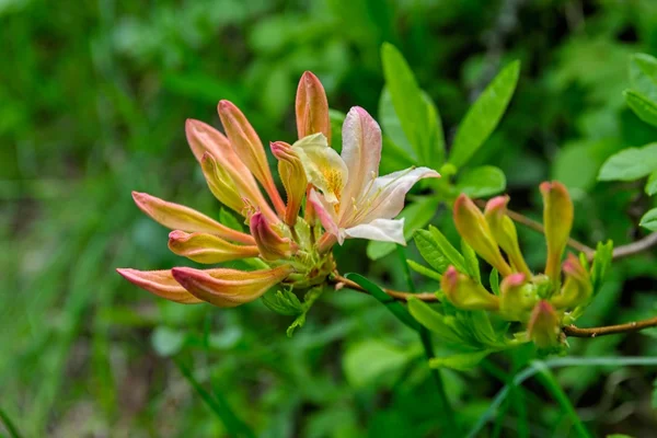 Kvetoucí rododendron — Stock fotografie