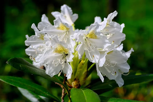 Kvetoucí rododendron — Stock fotografie