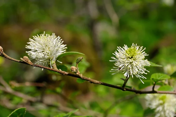 Fothergilla florescendo major — Fotografia de Stock