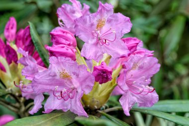 çiçek açan ormangülü