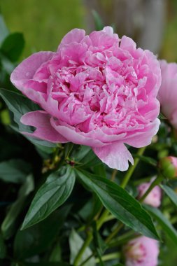 Çiçek açan pembe piony