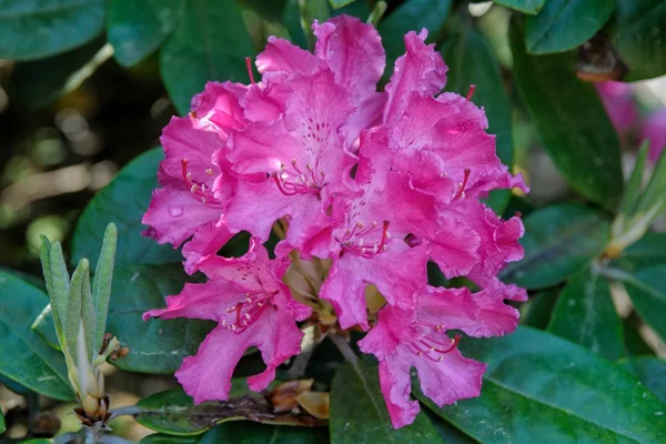 Rhododendron en fleurs — Photo