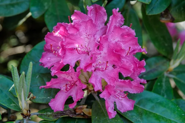 Kvetoucí rododendron — Stock fotografie