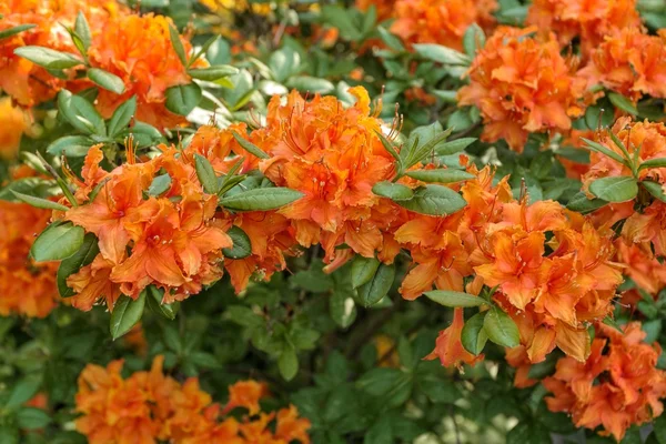 Rododendro floreciente — Foto de Stock