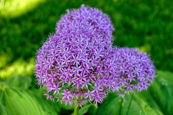 Zwiebelblume — Stockfoto