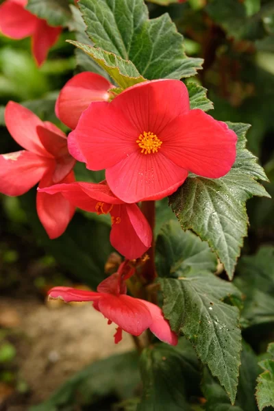 Blooming red begonia — Stock Photo, Image