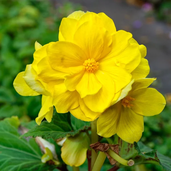 Blooming yellow begonia — Stock Photo, Image