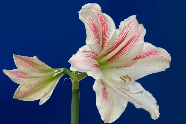 Amarilis em flor — Fotografia de Stock