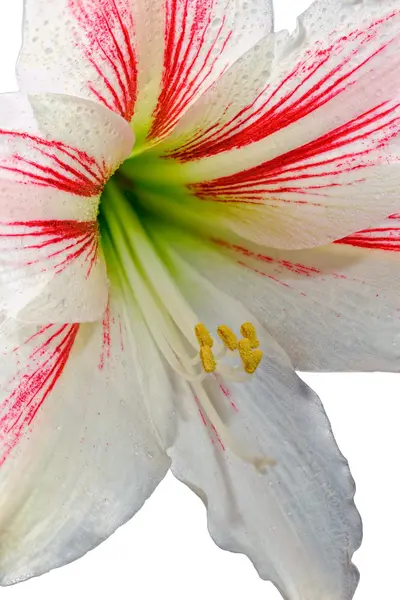 Цветущий амариллис — стоковое фото