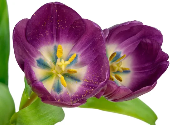 Цветущие фиолетовые тюльпаны — стоковое фото