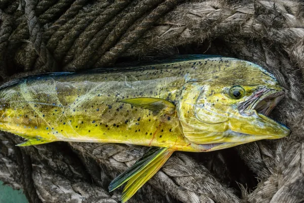 Frisch gefangener Mahimahi Dorado oder Delfinfisch — Stockfoto