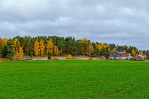 Kleuren van de herfst Rechtenvrije Stockfoto's