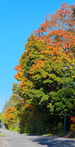 Cores do Outono — Fotografia de Stock