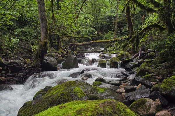 Hora řeka v tropickém pralese — Stock fotografie