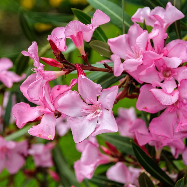 Rosa oleander blommor — Stockfoto