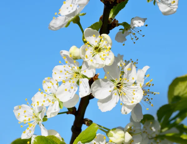 Blühende Pflaume — Stockfoto