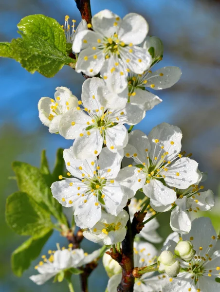 Ameixa florescente — Fotografia de Stock