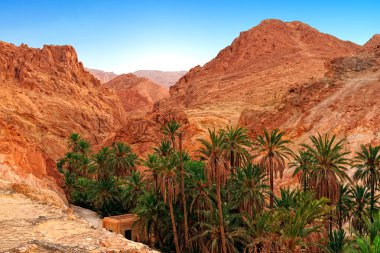 Mountain oasis Chebika