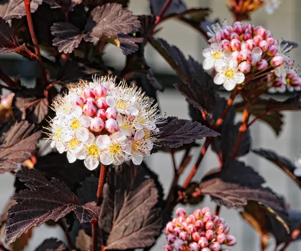 Blütenninebark — Stockfoto