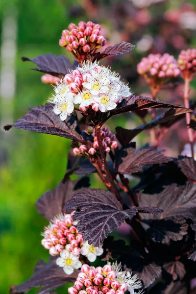 Flor ninebark — Fotografia de Stock