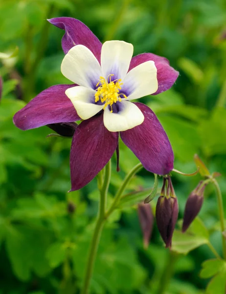 Akelei-Blüte — Stockfoto