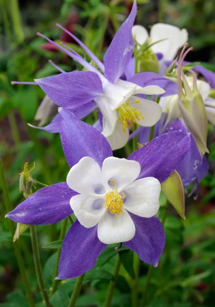 Columbine fleur — Photo