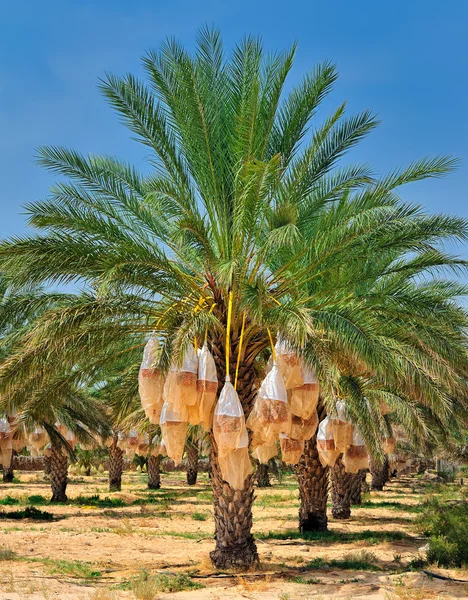 Dadelpalm träd — Stockfoto