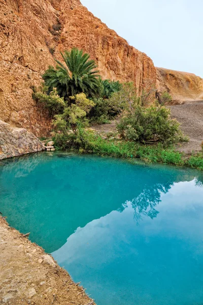 Mountain oasis Chebika — Stock Photo, Image