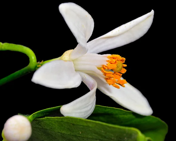 Lemon tree blomma — Stockfoto