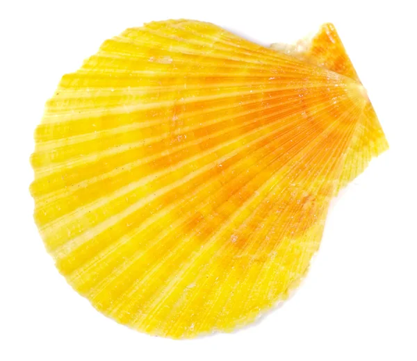 Coquille de mer jaune — Photo