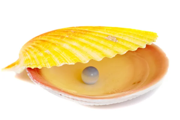 Sea shell en pearl — Stockfoto