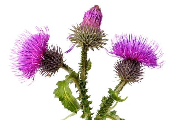 Burdock flowers — Stock Photo, Image