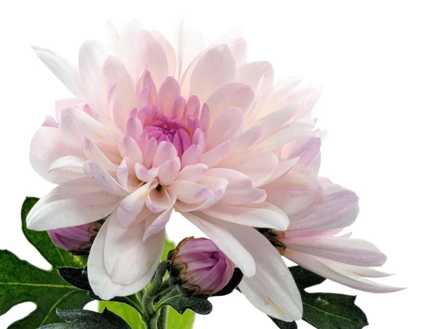 Цветущая хризантема — стоковое фото