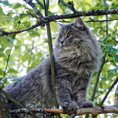 ağaç üzerinde yavru kedi