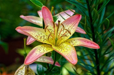 Zambak çiçeği Bahçe