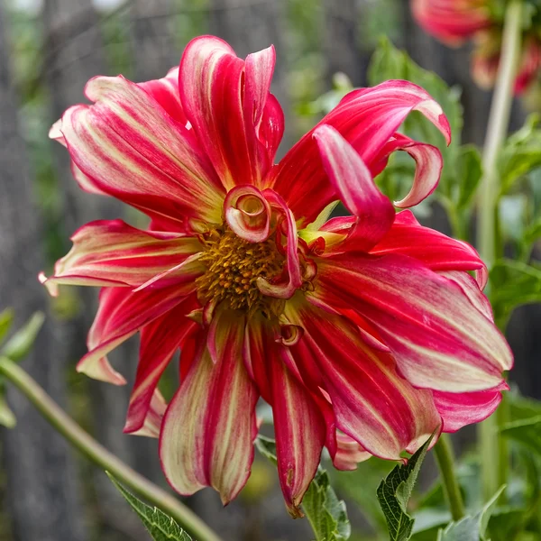 Stripped квітка жоржин в саду — стокове фото