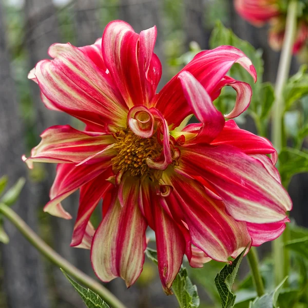 庭で裸のダリアの花 — ストック写真