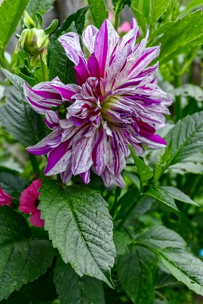 Abgestreifte Dahlienblüte in einem Garten — Stockfoto