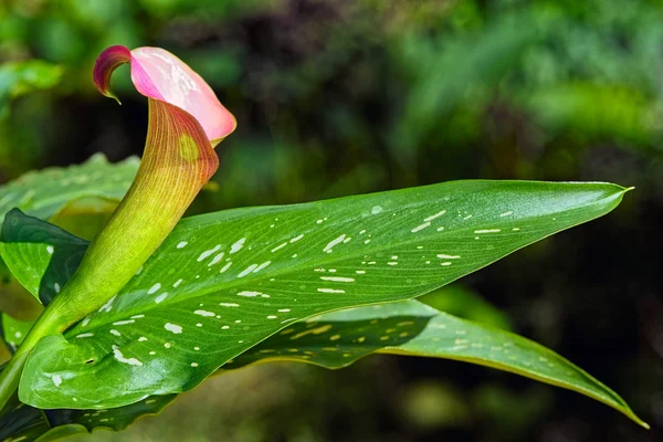 Red Calla Lily in giardino — Foto Stock