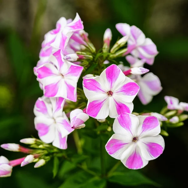 'Peppermint twist' phlox in the garden — Stock Photo, Image