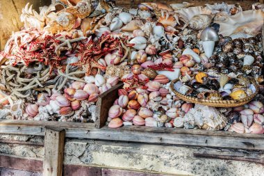 Asssorted deniz kabukları deniz ürünleri Market
